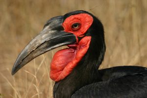 ground-hornbill