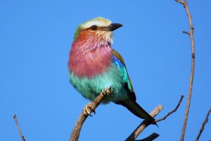 lilac-breasted-roller-005
