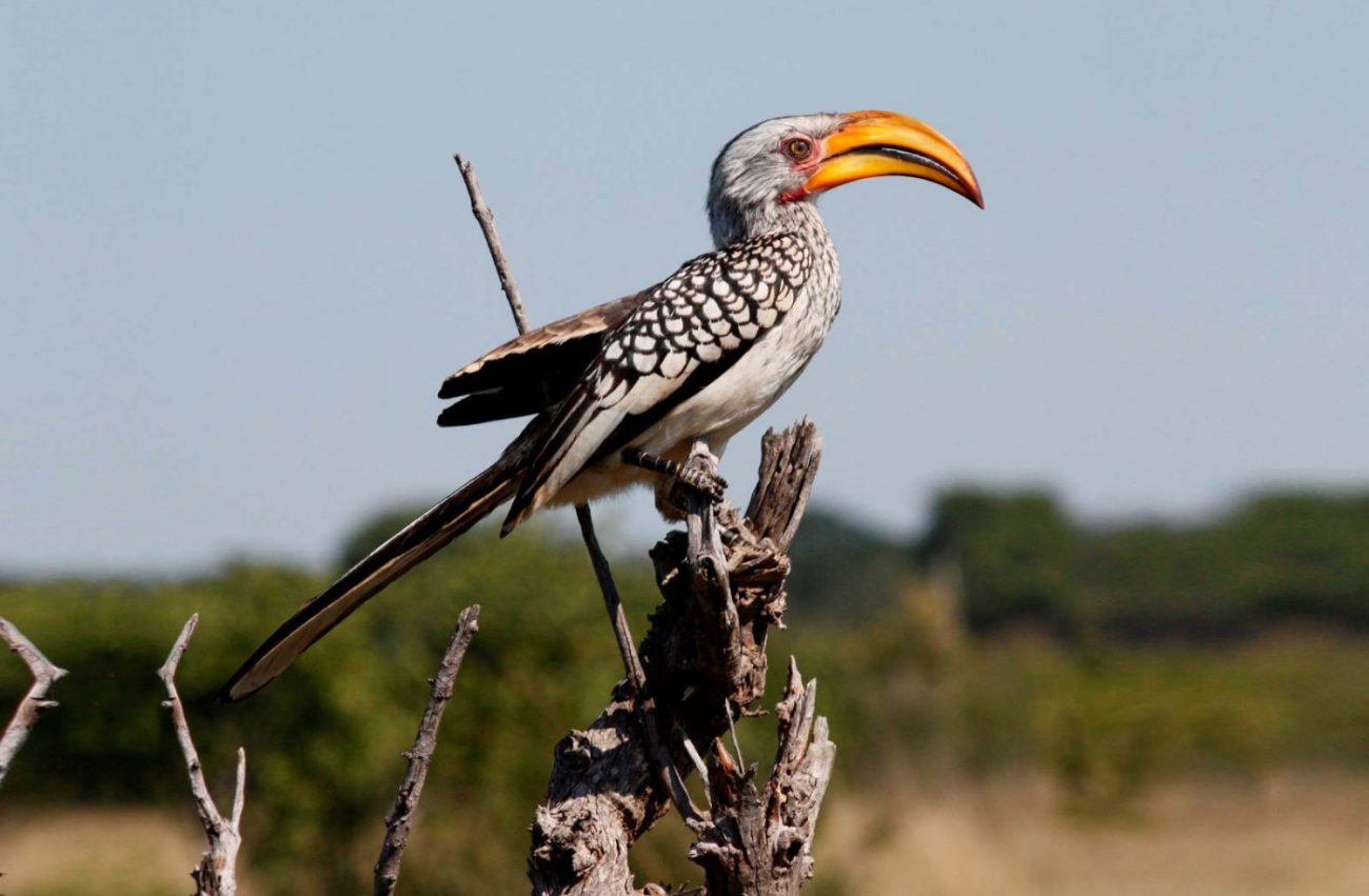 Bird on Branch