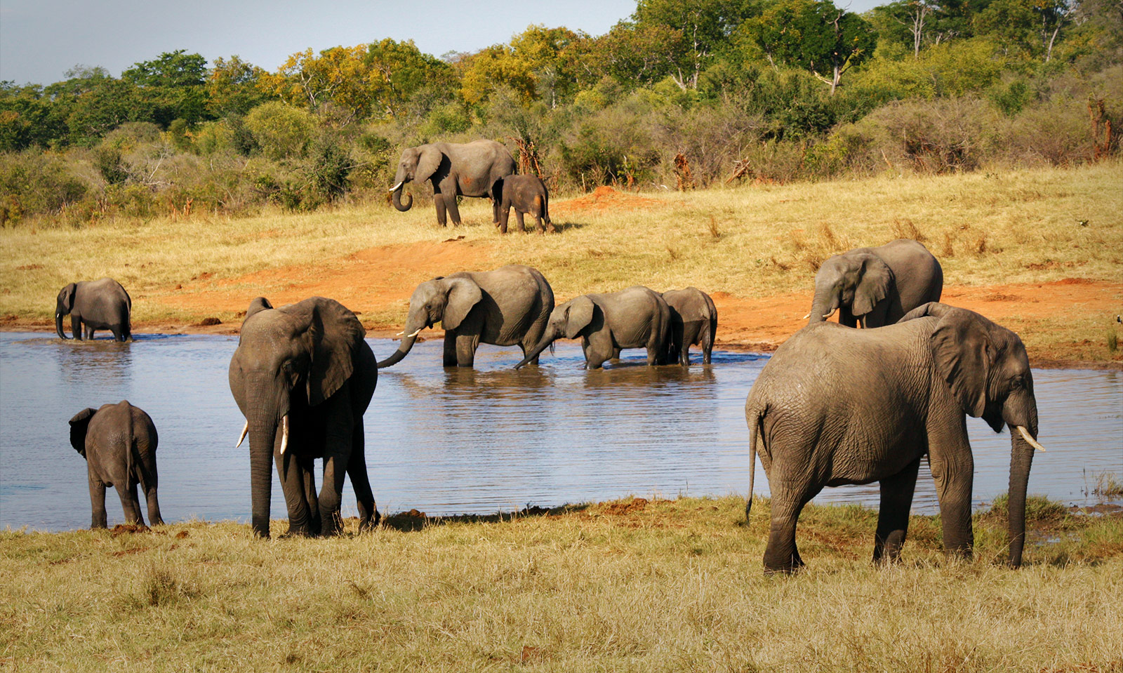 Elephants by a River