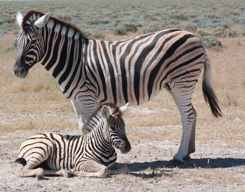 Etosha Zebras