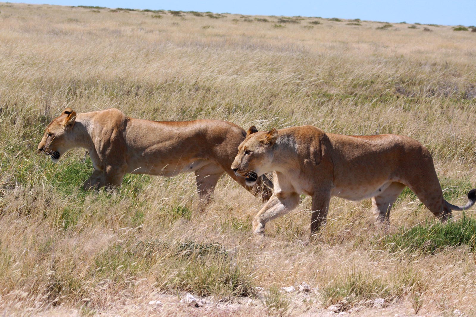 Lions in Grass