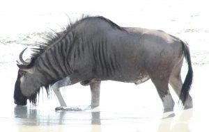 1-5-2010-etosha-wildebeest