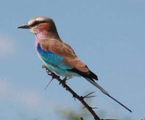 2-5-2010-etosha-lilac-breasted-roller-2