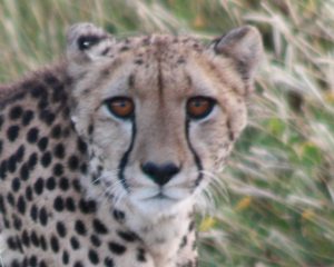 3-5-2010. Etosha. Cheetah (35)