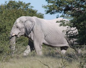 30-4-2010-etosha-elephant-1-3