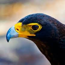 black-eagle-11
