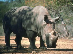 blackrhinoceros_16