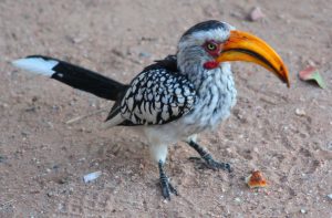 southern-yellowbilled-hornbill-15