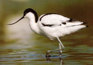 Avocet