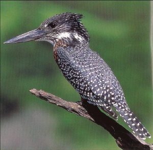 Giant Kingfisher