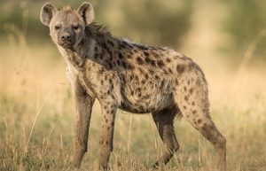 Hyena