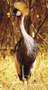 Southern Crowned Crane