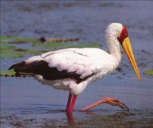 Yellowbilled Stork