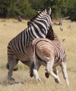 zebras-fighting-e-3